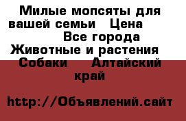 Милые мопсяты для вашей семьи › Цена ­ 20 000 - Все города Животные и растения » Собаки   . Алтайский край